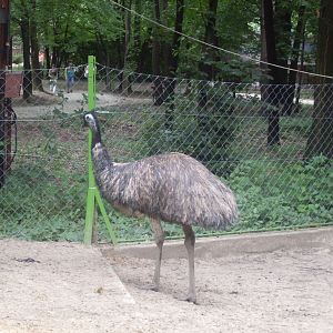 Emu