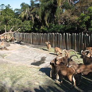 Taronga Zoo 2007 - Barbary Sheep exhibit
