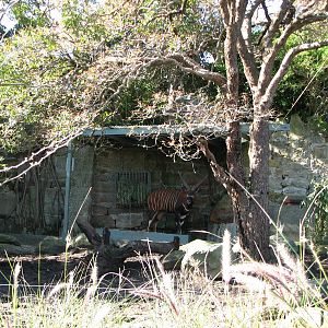 Taronga Zoo 2007 - Bongo in the African Waterhole