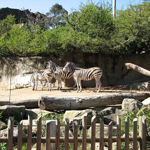Taronga Zoo 2007 - Chapmans Zebra in the African Waterhole