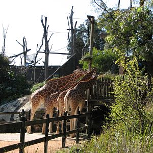 Taronga Zoo 2007 - Giraffe feeding