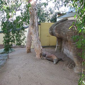 Taronga Zoo 2007 - Side view into the Komodo Dragon exhibit