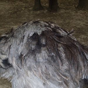 South-America mixed exhibit