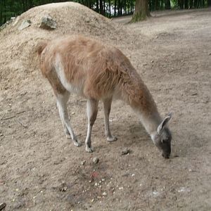 South-America mixed exhibit