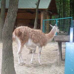 South-America mixed exhibit