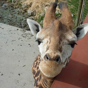 Giraffe Close Encounter