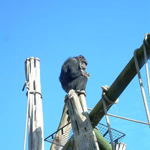 Ricky the oldest chimp at Budongo Trail