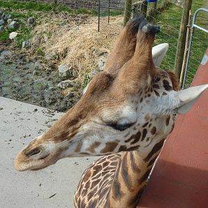 Giraffe Close Encounter