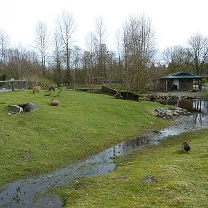 Capybara/Mara/Black Swan Enclosure