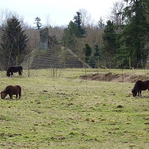 Black Burro/Miniature Horse Enclosure