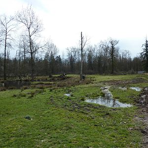 2-Acre Roosevelt Elk Enclosure