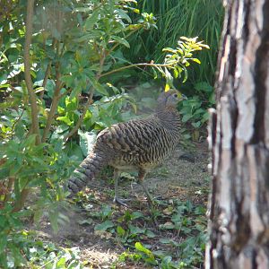 Lady Amherst Pheasant
