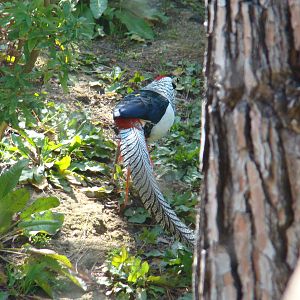 Lady Amherst Pheasant