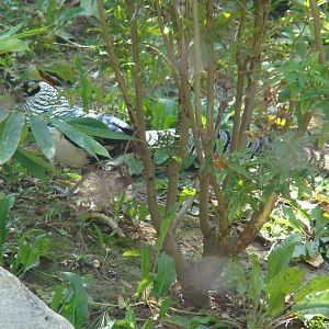 Lady Amherst Pheasant