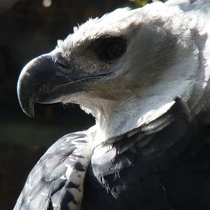 Harpy Eagle