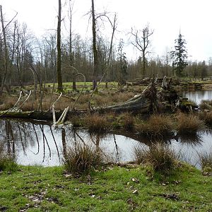 2-Acre Roosevelt Elk Enclosure