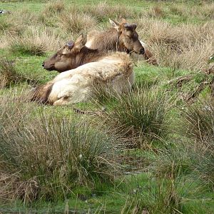 Roosevelt Elk
