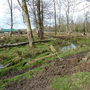 2-Acre Roosevelt Elk Enclosure