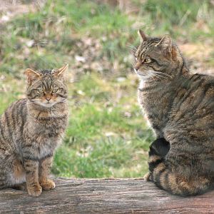 Scottish wildcats; British Wildlife Centre; 14th March 2010