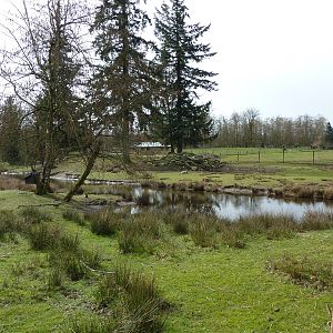 Alpine Ibex Enclosure