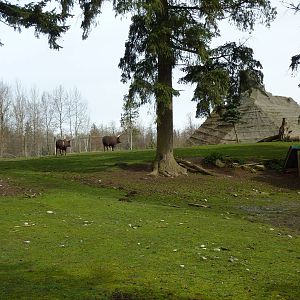 2-Acre Aoudad/Ankole Cattle Enclosure