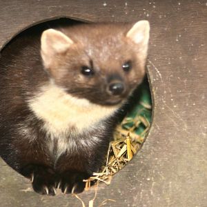 pine marten; British Wildlife Centre; 14th March 2010