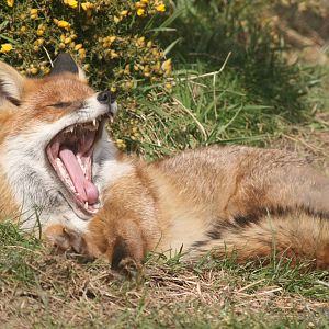 red fox; British Wildlife Centre; 14th March 2010