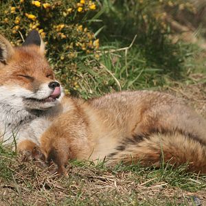 red fox; British Wildlife Centre; 14th March 2010