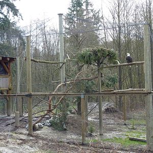 Bald Eagle Aviary