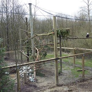 Bald Eagle Aviary