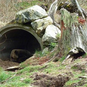 Grizzly Bear Den