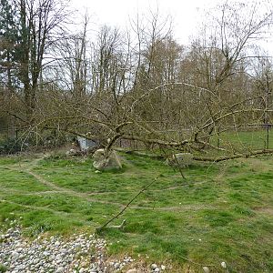 Arctic Fox Enclosure