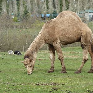 Dromedary