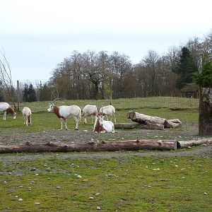 Scimitar Horned-Oryx