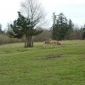 1-Acre Kulan Paddock