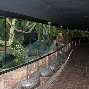 Taronga Zoo 2007 - Inside the Reptile House