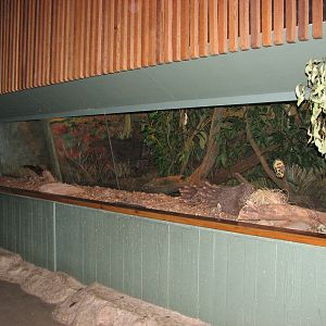 Taronga Zoo 2007 - Exhibit inside the Platypus and Wombat House