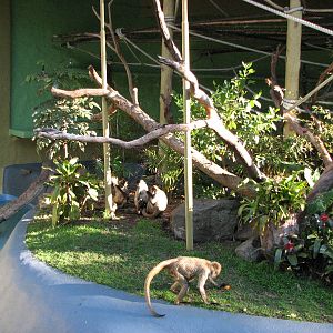Taronga Zoo 2007 - Inside the historic Spider Monkey exhibit
