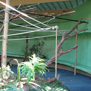 Taronga Zoo 2007 - Inside the historic Spider Monkey exhibit