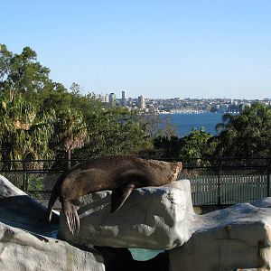 Taronga Zoo 2007 - Amazing view for the Fur Seal