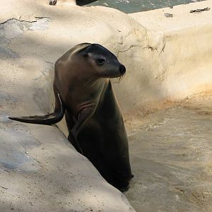 Taronga Zoo 2007 - Australian Sea Lion