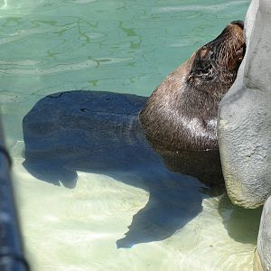 Taronga Zoo 2007 - Australian Fur Seal