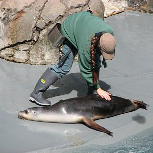 Taronga Zoo 2007 - Australian Sea Lion in the seal show amphitheatre