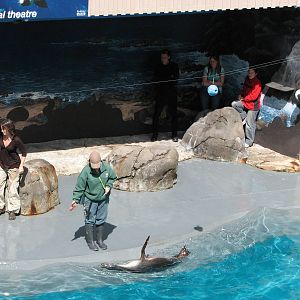 Taronga Zoo 2007 - Australian Sea Lion in the seal show amphitheatre
