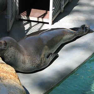 Taronga Zoo 2007 - Brooke the beautiful Leopard Seal