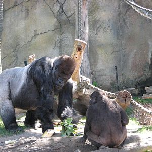 Taronga Zoo 2007 - Silverback with his offspring
