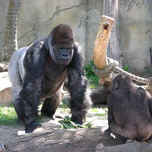 Taronga Zoo 2007 - Silverback with his offspring