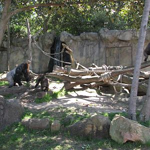 Taronga Zoo 2007 - Part of the very good Gorilla exhibit