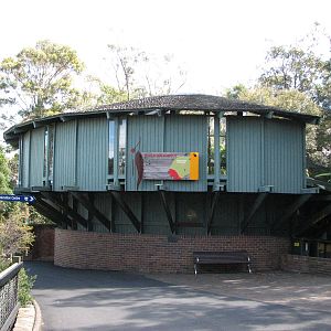Taronga Zoo 2007 - Koala Walkabout