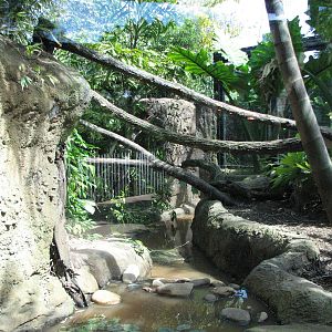 Taronga Zoo 2007 - Inside the Fishing Cat exhibit in Wild Asia